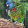 A St. Lucia Amazon perches on one foot