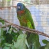 A St. Lucia Amazon perches on browse