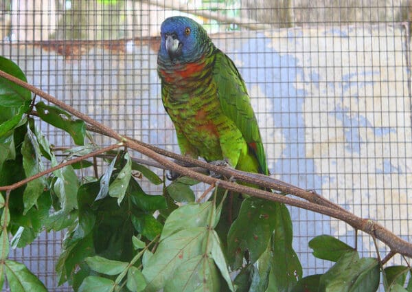 A St. Lucia Amazon perches on browse