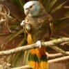 A St. Vincent Amazon perches on a branch