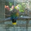 A St. Vincent Amazon perches on a branch at a botanical garden on St. Vincent and the Grenadines