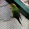 A Striated Lorikeet clings to the side of an enclosure