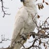 A wild Sulphur-crested Cockatoo perches in a tree