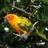 A Sun Conure perches on a branch