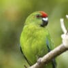 A wild Tasman Parakeet perches on a branch