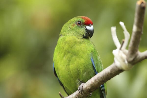 A wild Tasman Parakeet perches on a branch
