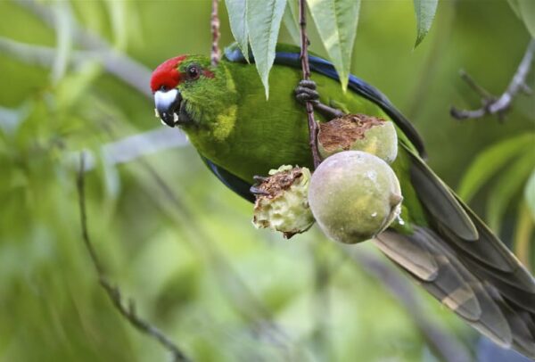 A wild Tasman Parakeet feeds on fruit