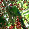 A wild Tasman Parakeet feeds on berries