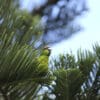 A wild Tasman Parakeet perches in a tree