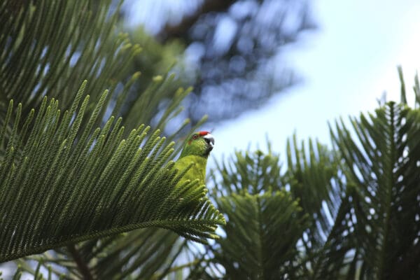 A wild Tasman Parakeet perches in a tree