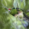 A wild Tasman Parakeet feeds on fruit