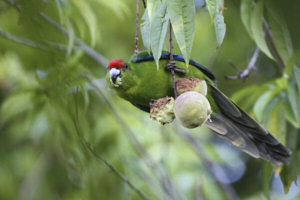 A wild Tasman Parakeet feeds on fruit