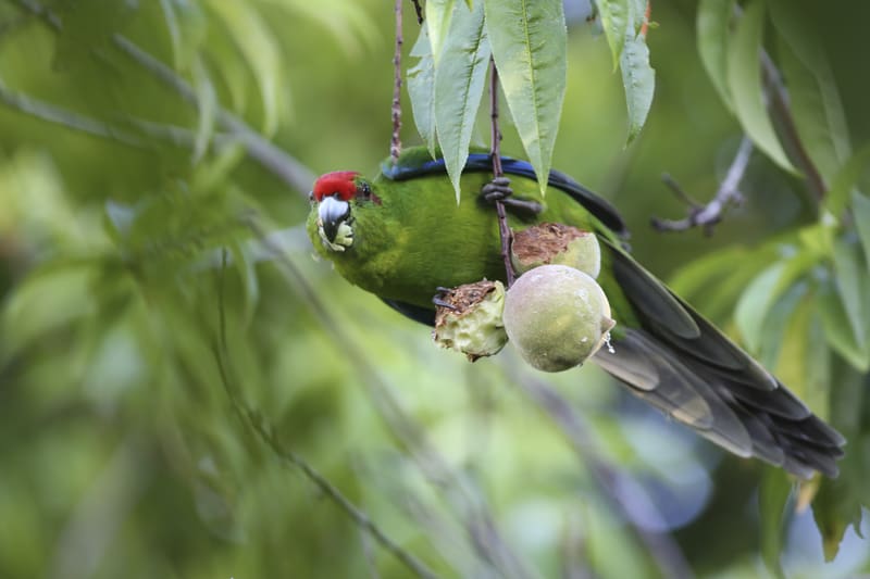 Cyanoramphus <br>Parakeet<br> Conservation