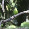 A wild Tasman Parakeet perches on a limb