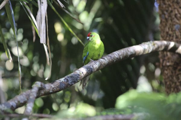 A wild Tasman Parakeet perches on a limb