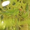 Wild Tasman Parakeets feed on berries