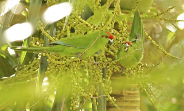 Wild Tasman Parakeets feed on berries