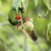 A wild Tasman Parakeet feeds on fruit