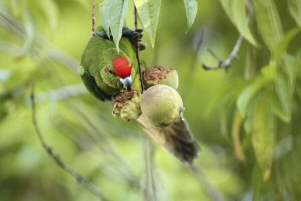 A wild Tasman Parakeet feeds on fruit