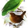 An illustration depicts a Tepui Parrotlet