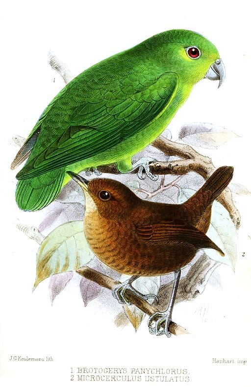 An illustration depicts a Tepui Parrotlet