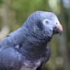 A closeup of a Timneh Parrot