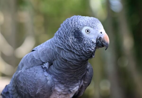 A closeup of a Timneh Parrot