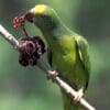 A wild Tui Parakeet feeds on berries