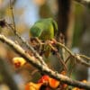 A wild Tui Parakeet feeds on blossoms
