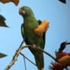 A wild Tui Parakeet feeds on fruits