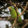 A wild Tui Parakeet perches on a branch