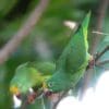 Wild Tui Parakeets cling to branch