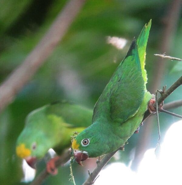 Wild Tui Parakeets cling to branch
