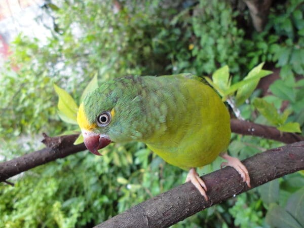 A Tui Parakeet perches on a branch