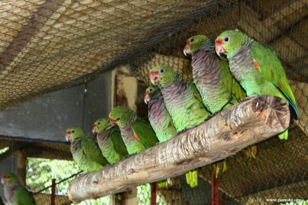 A group of Vinaceous Amazons perches on a large branch at a rescue