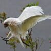 A wild Western Corella lands in a garden
