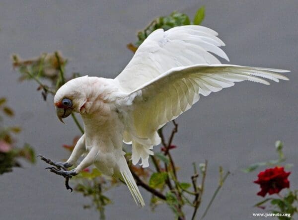 A wild Western Corella lands in a garden