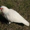 A wild Western Corella forages on the ground