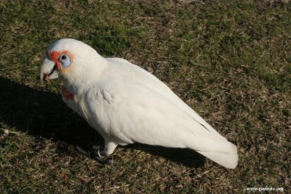 A wild Western Corella forages on the ground