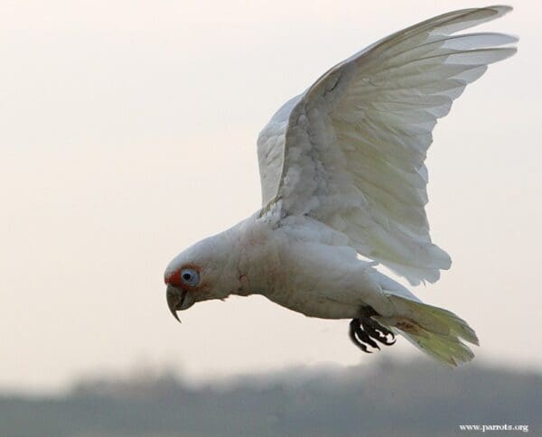 A wild Western Corella flies overhead