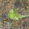 A wild Western Ground Parrot perches in brush
