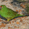 A wild Western Ground Parrot forages amongst bushes