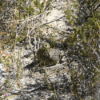 A wild juvenile Western Ground Parrot crouches in the sand
