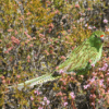 A wild Western Ground Parrot forages in brush