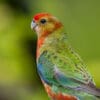A closeup of a wild juvenile Western Rosella