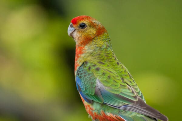 A closeup of a wild juvenile Western Rosella