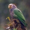 A wild White-capped Parrot perches on a mossy stump