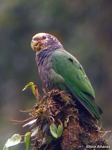 A wild White-capped Parrot perches on a mossy stump