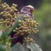 A wild White-capped Parrot perches in a flowering tree