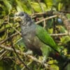A wild White-capped Parrot perches in a leafy tree